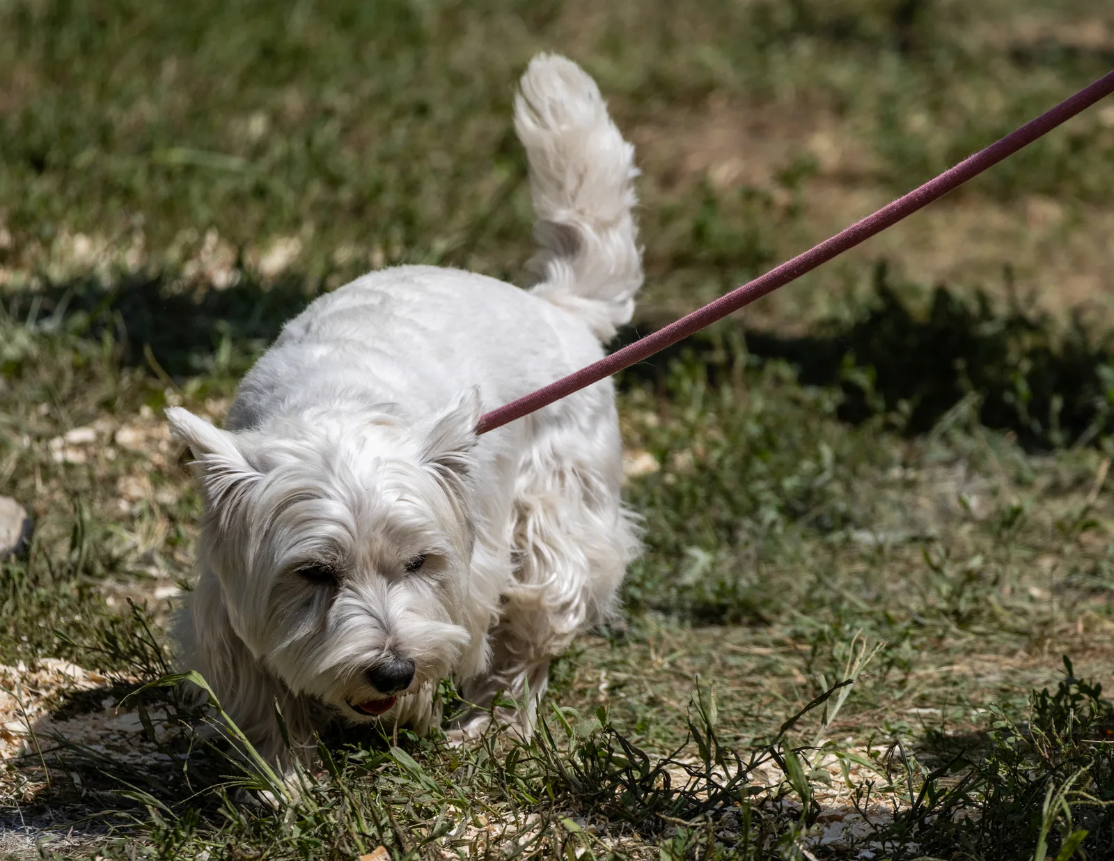 Je Westie alleen thuis laten
