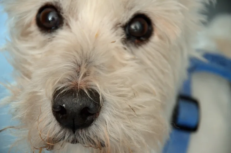 Atopische dermatitis bij de Westie