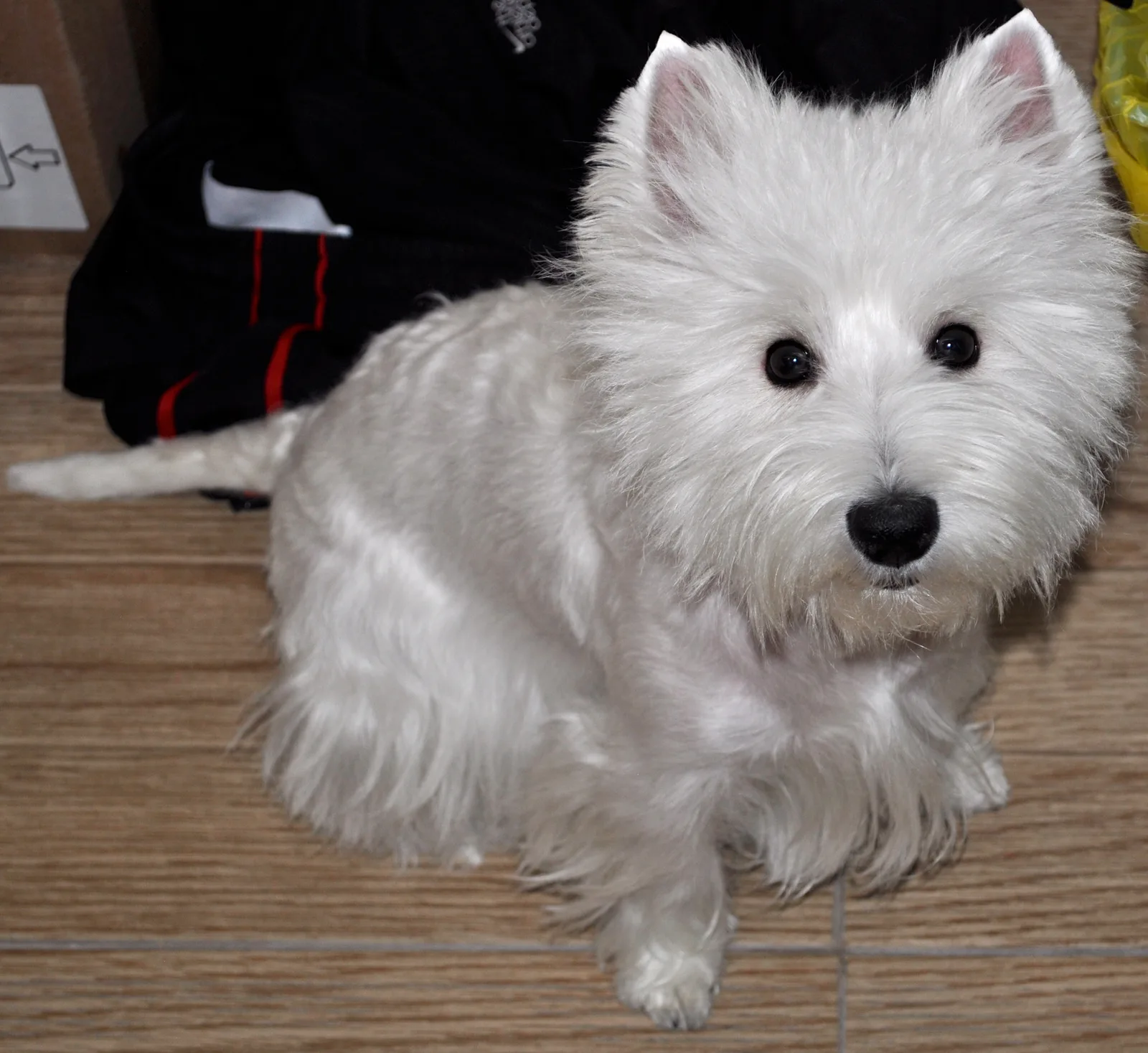 Westie in de auto
