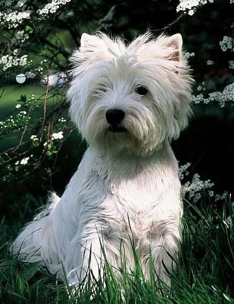Hoe vaak je Westie wassen?