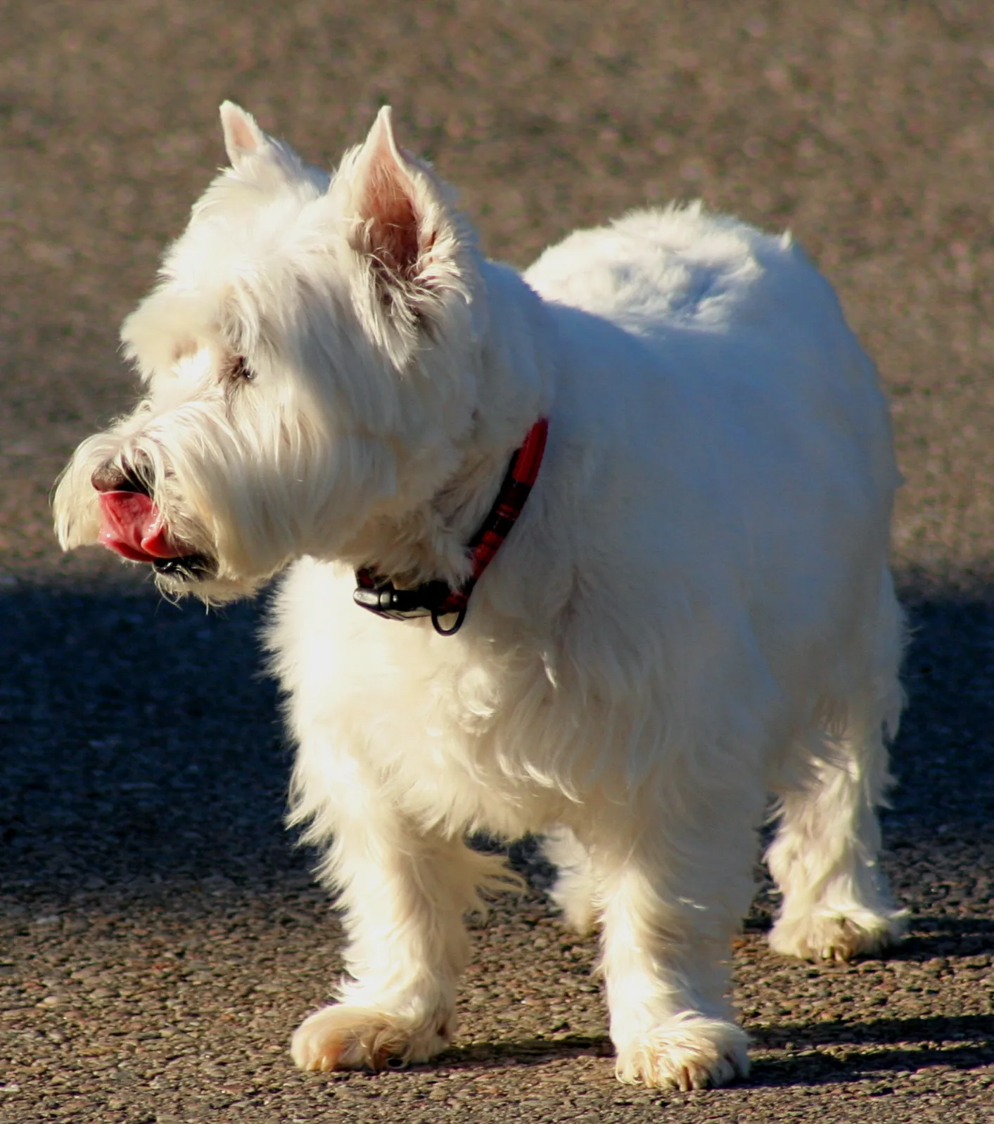 Westie bij de dierenarts