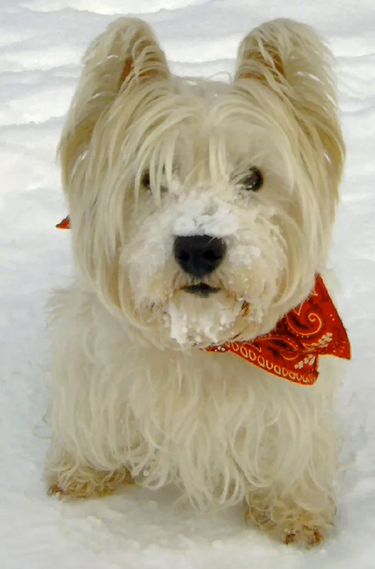Epilepsie bij de Westie