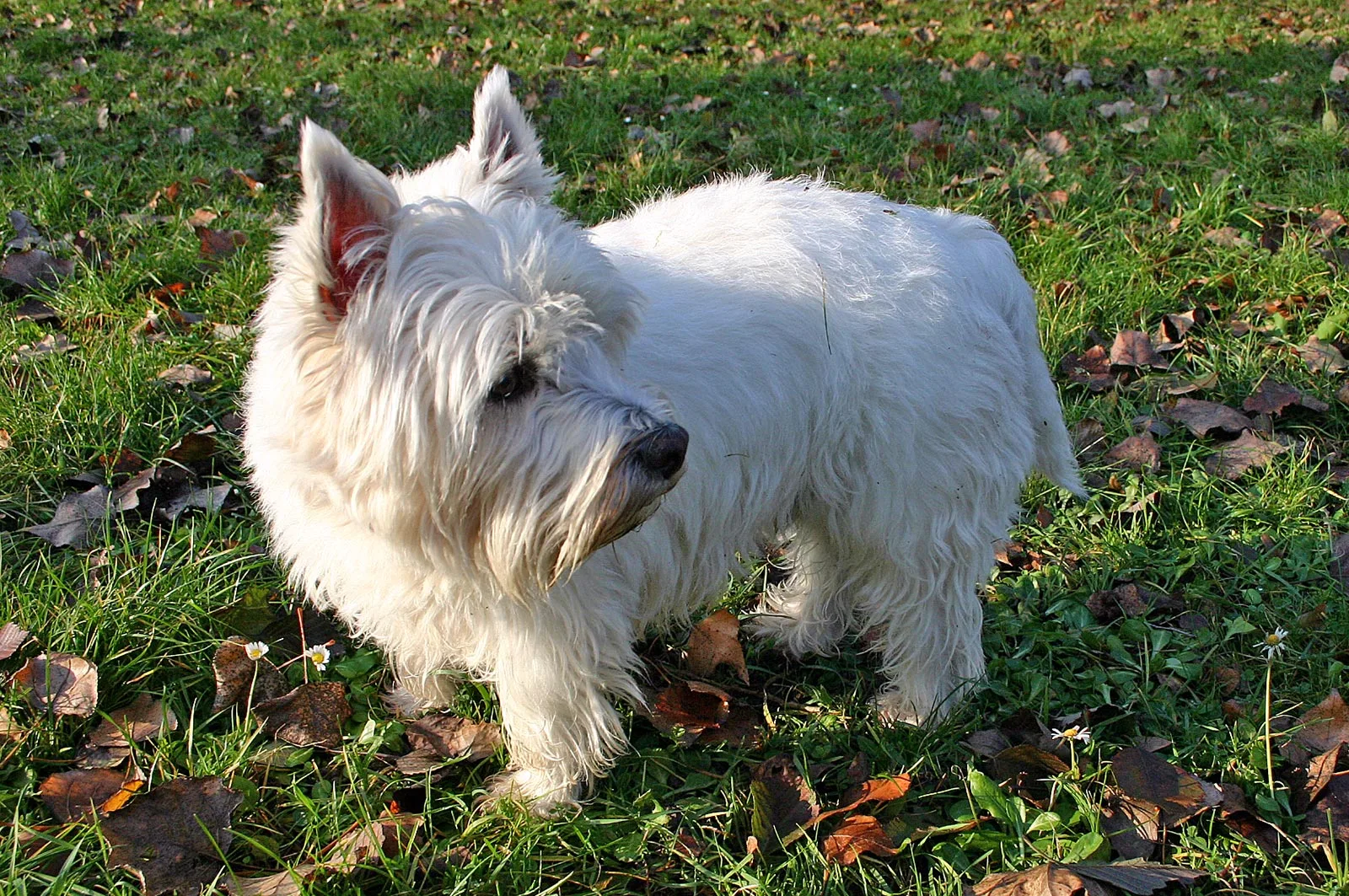 Westie brengt de bal terug