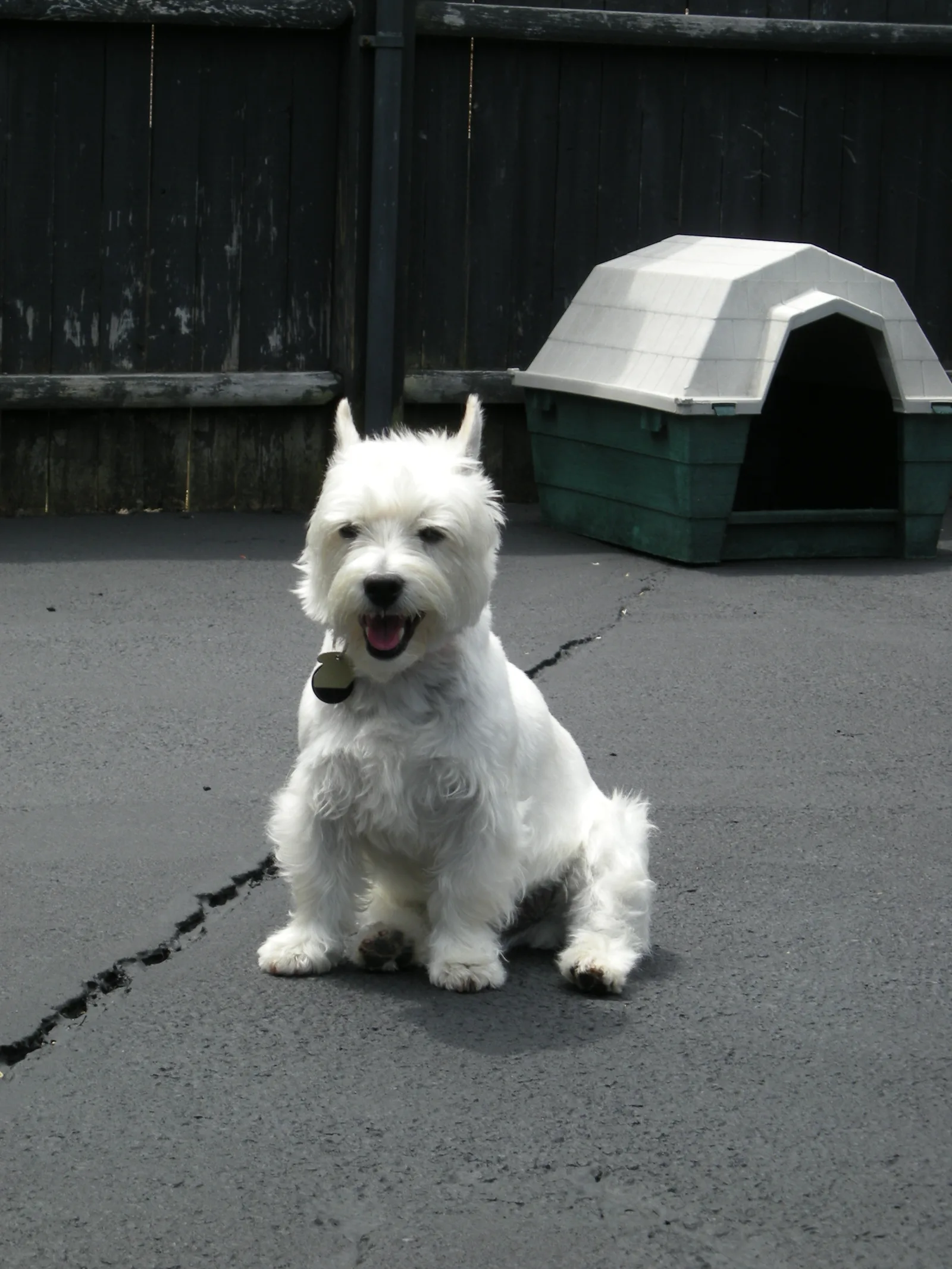 Rasstandaard van de Westie