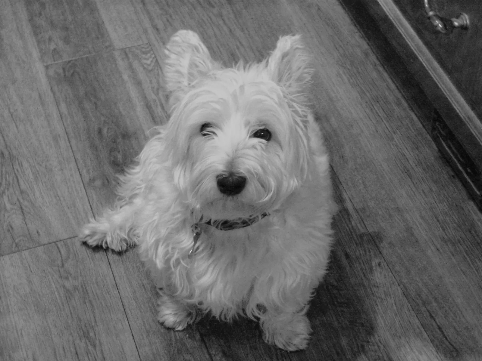 Gezondheidstests voor de Westie fokker