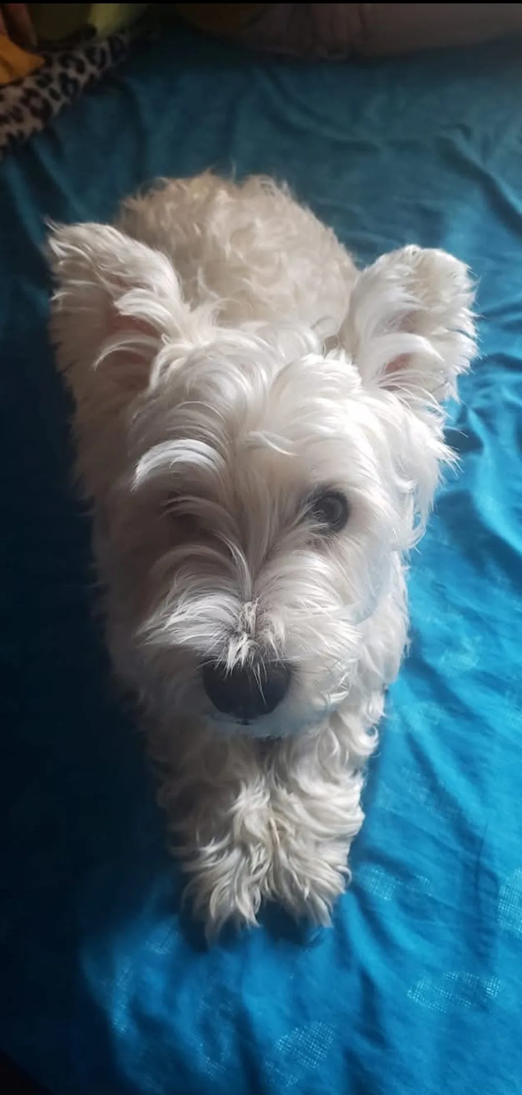 Het karakter van de Westie