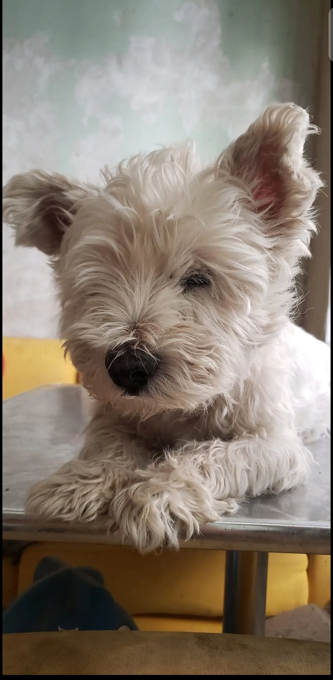 Koppigheid bij de Westie