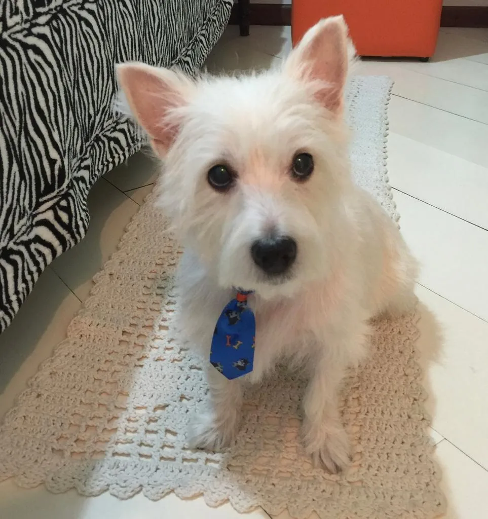 Nestplanning bij de Westie