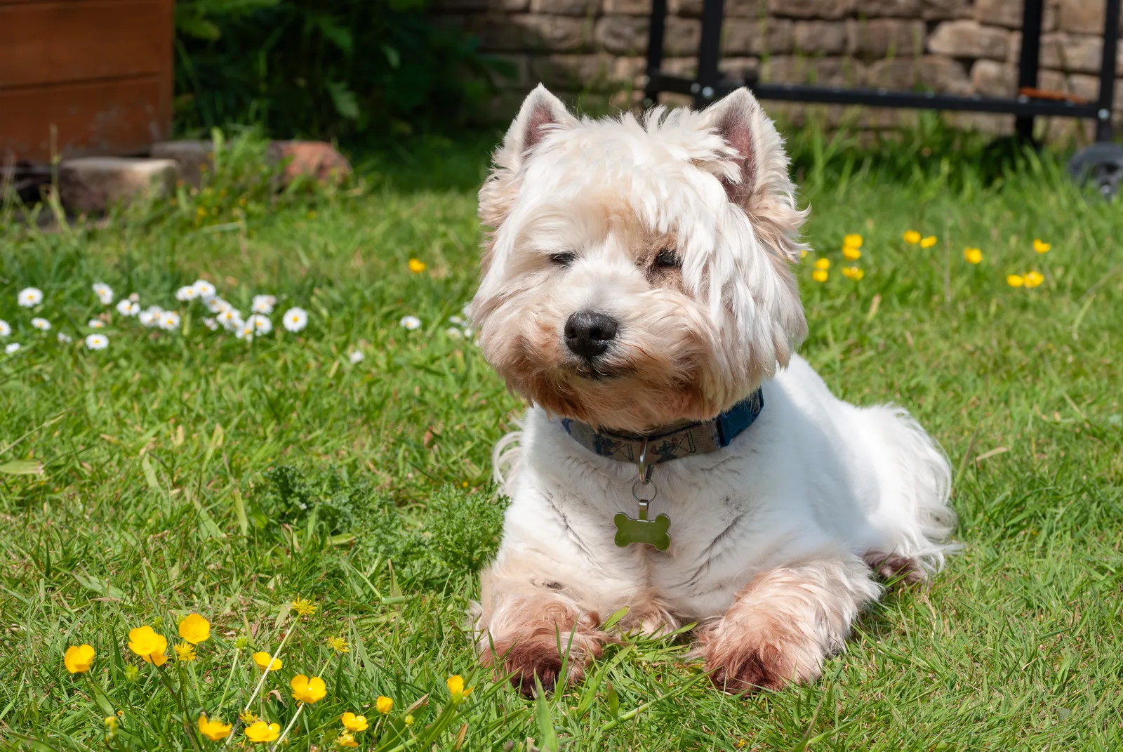 Ogen en traanvlekken bij de Westie