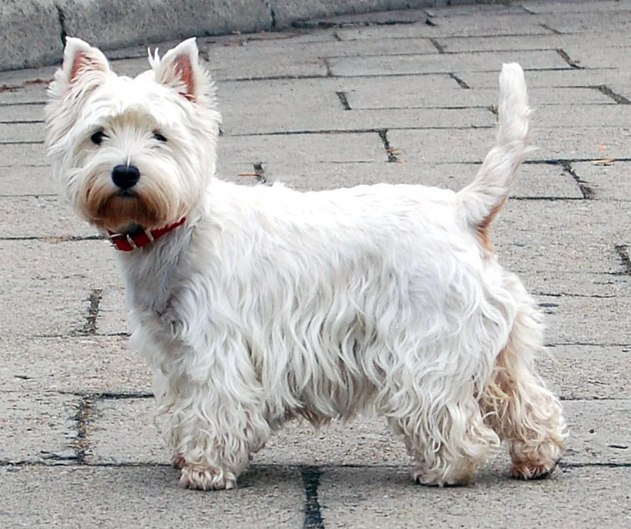 Expressieve ogen van de Westie