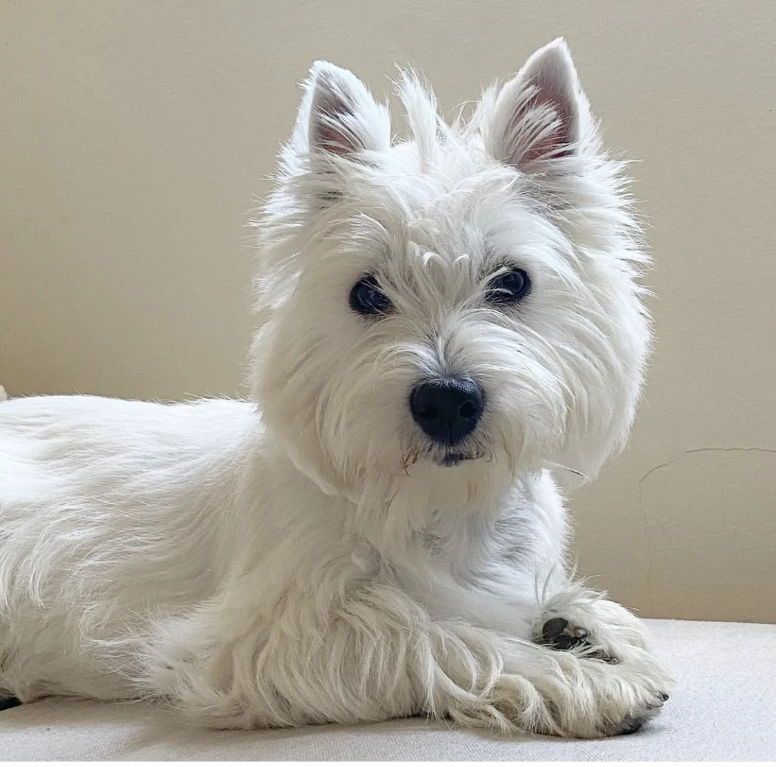 Patellaluxatie bij de Westie