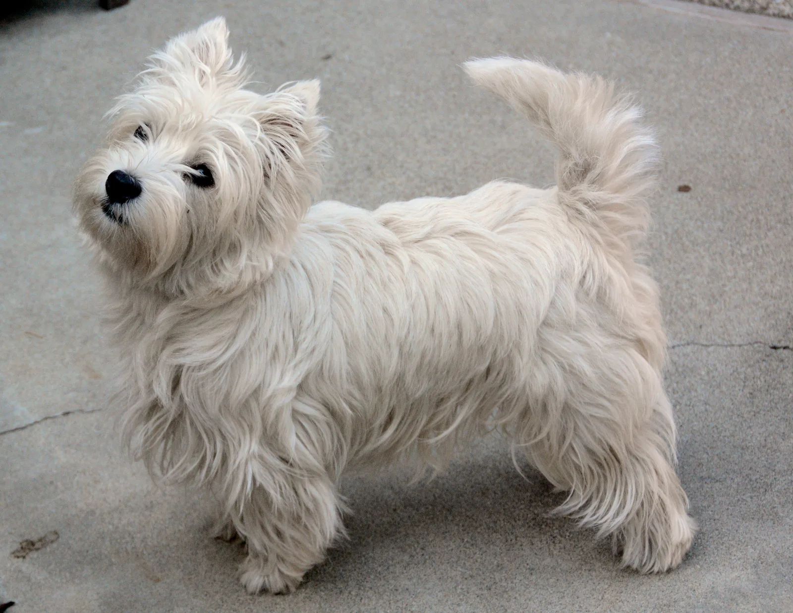 Westie bij oppas
