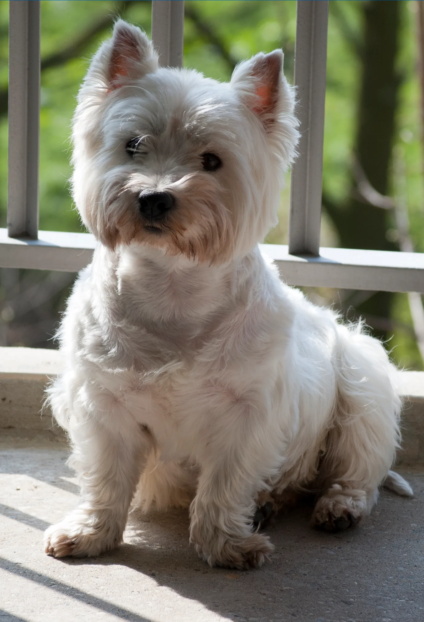 Puppies plaatsen als Westie fokker