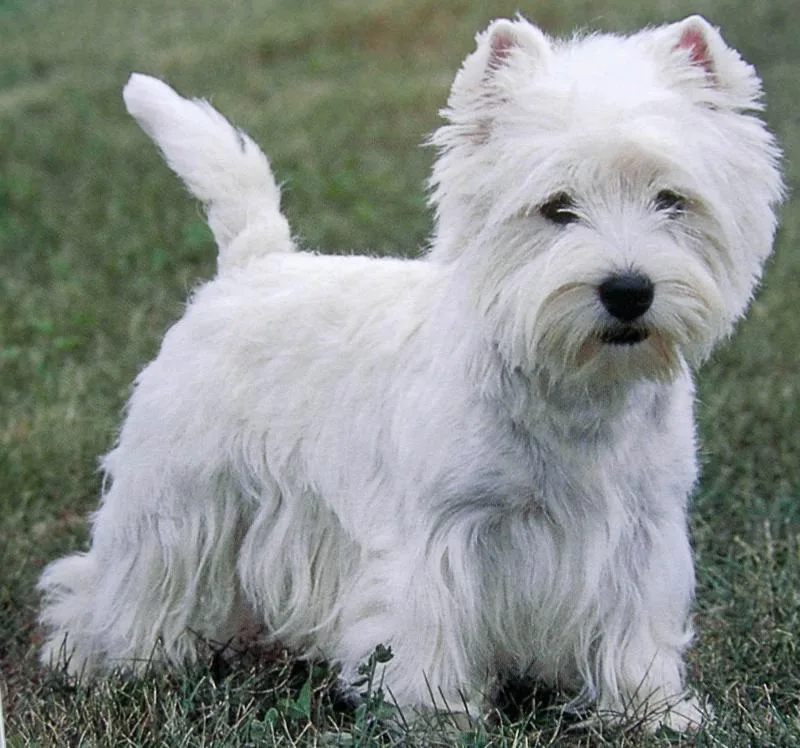 Seizoensverzorging van de Westie