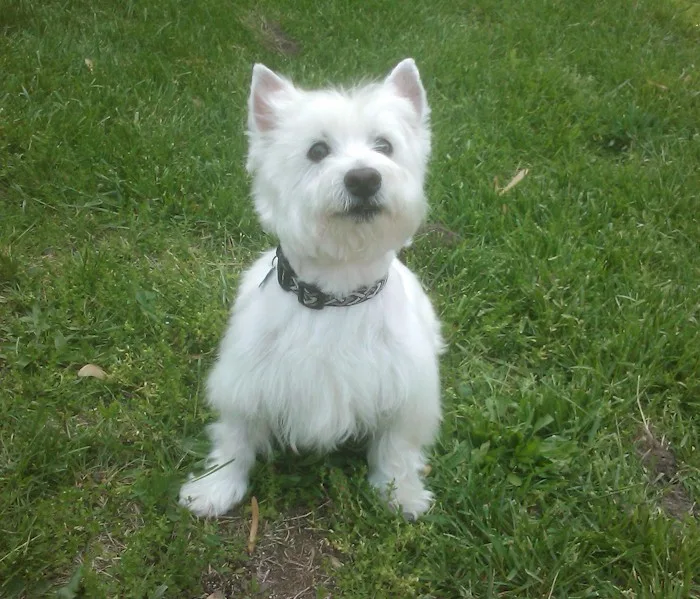 Voeding voor de oudere Westie