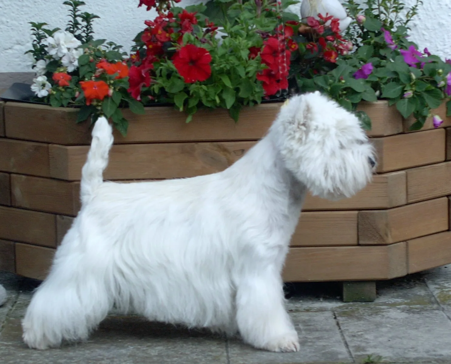 De oudere Westie