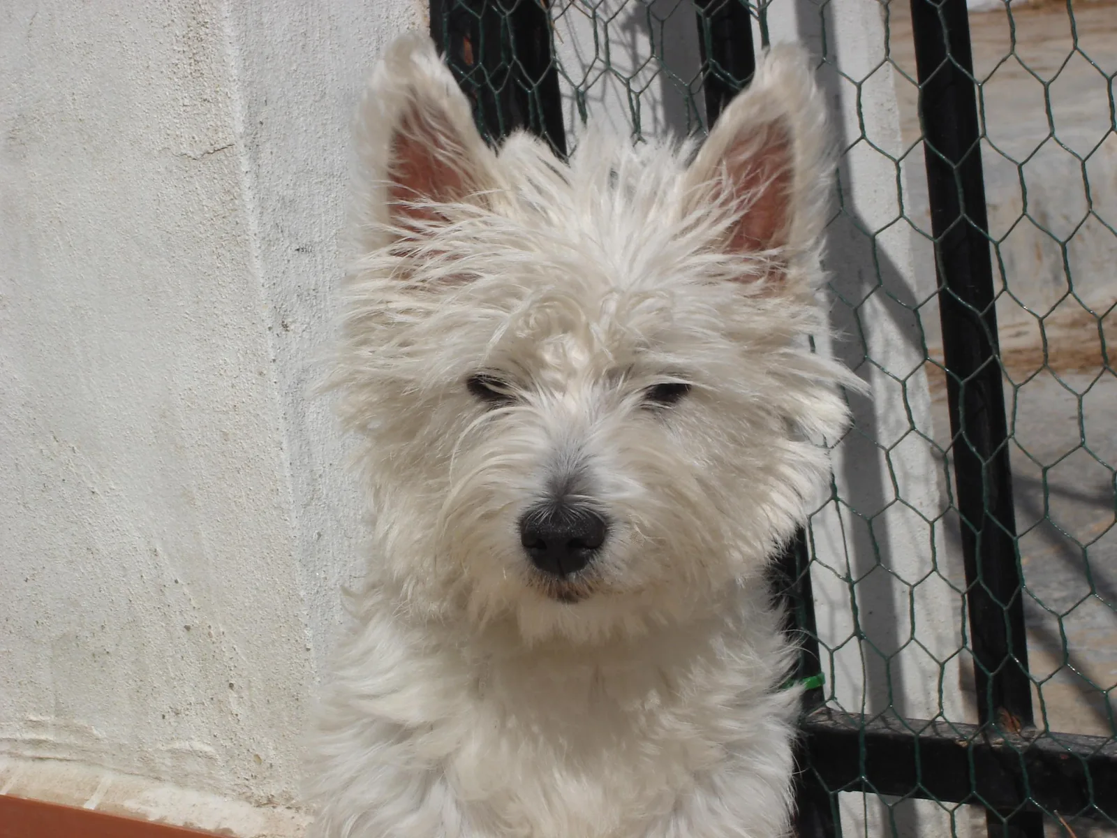 Westie volgt een spoor