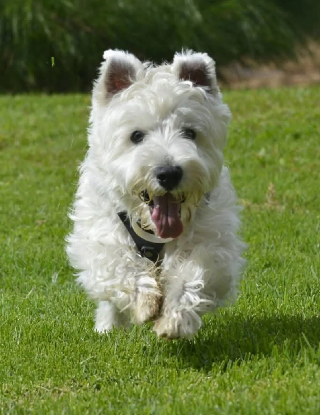 Stress en angst bij de Westie