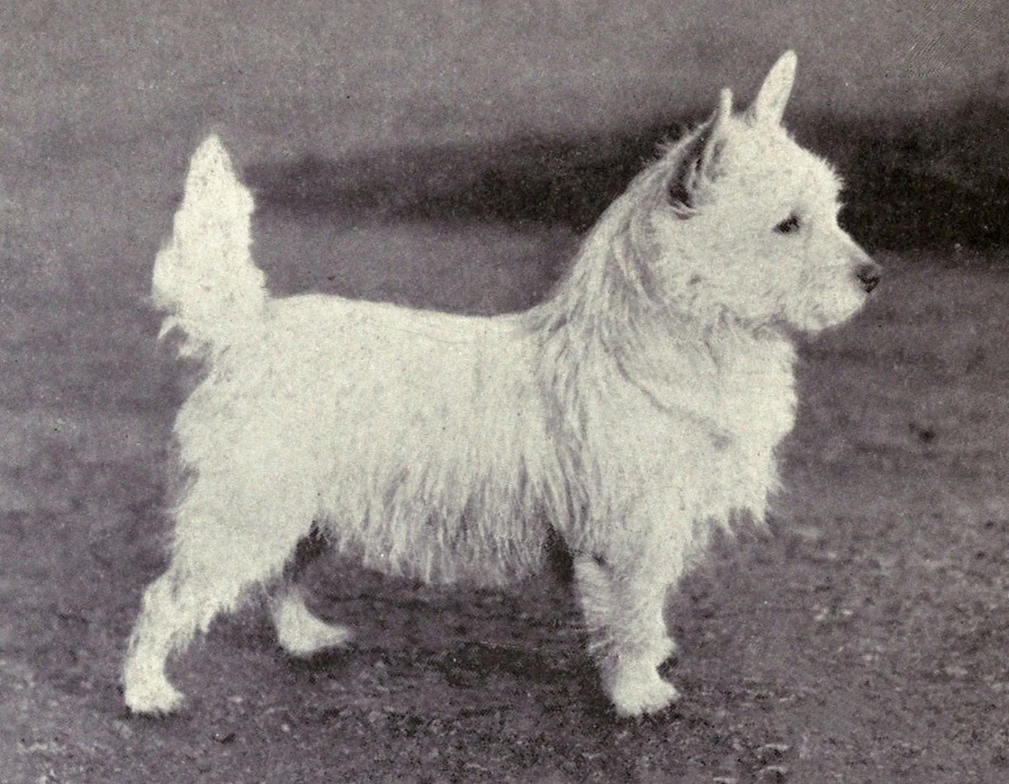 Realistische verwachtingen van je Westie