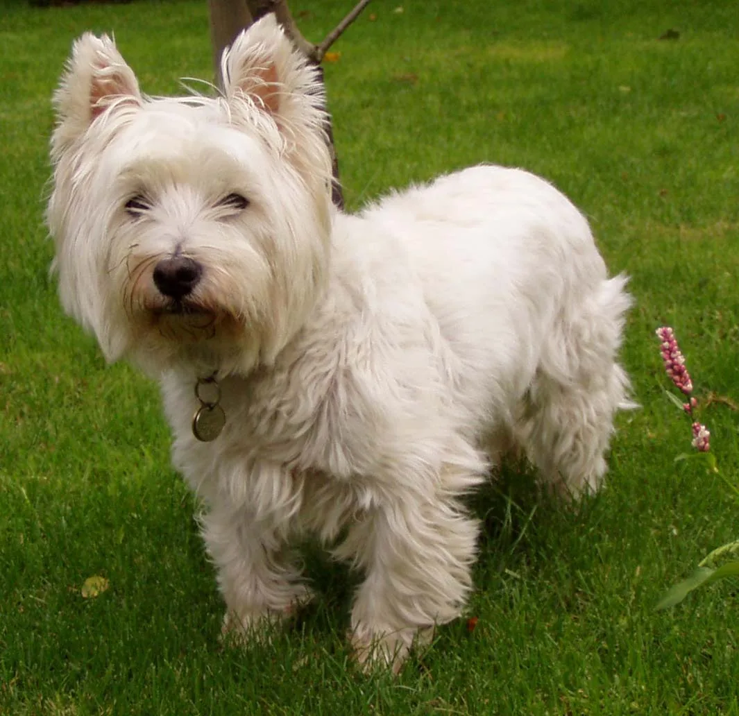 Hoe intelligent is de Westie?