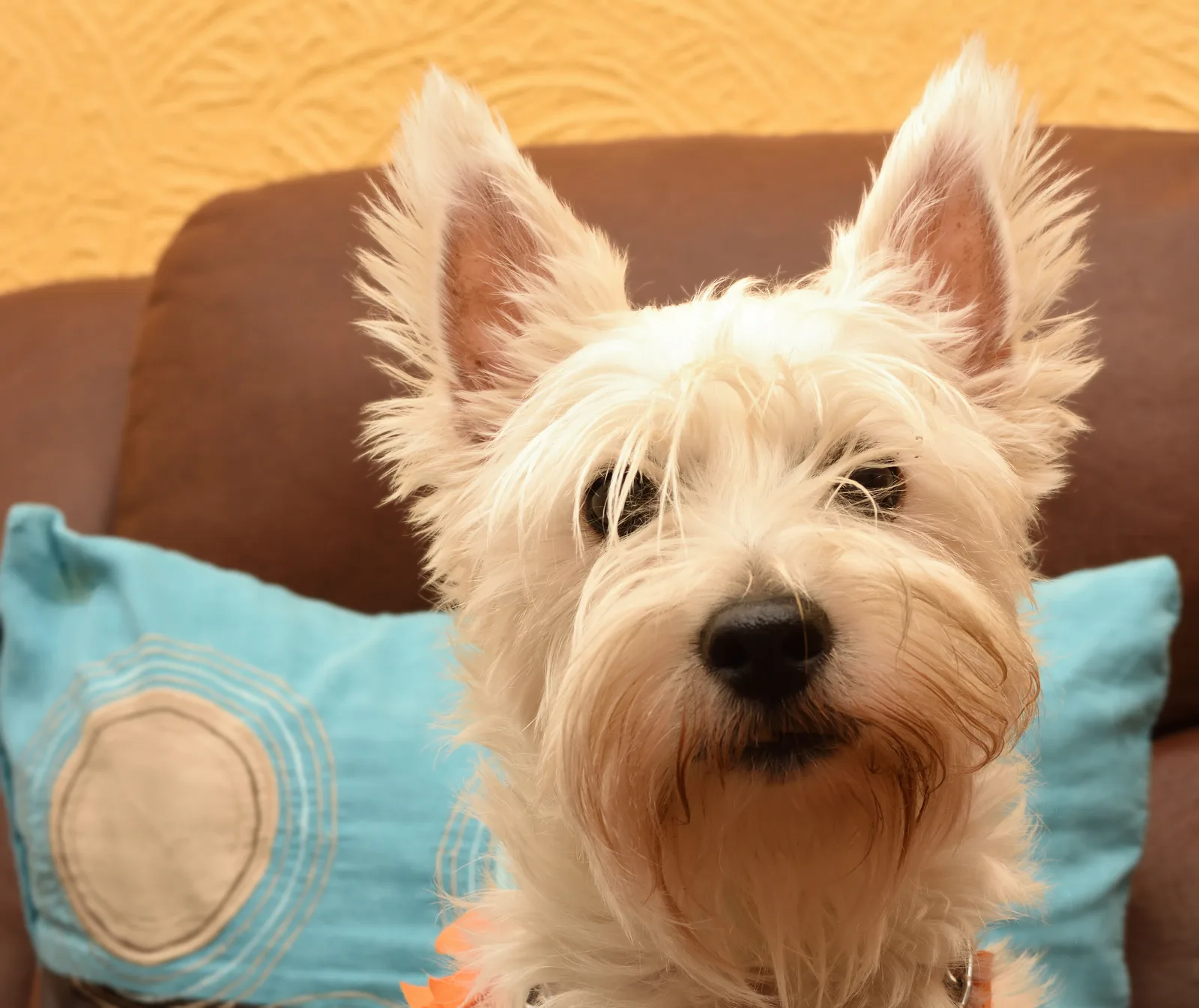 Westie Lung Disease (idiopathische longfibrose)