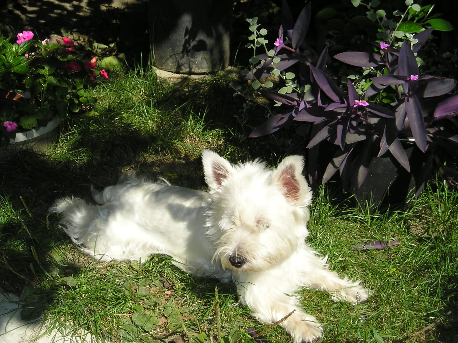 De witte vacht stralend houden